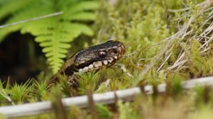 북살무사 암컷; 머리 부분.