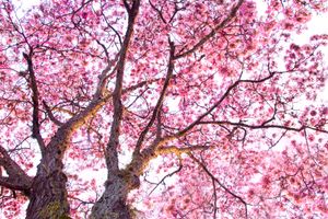 가이악 나무가 칼리에서 개화했습니다.