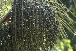 아사이 열매가 달린 아사이 야자