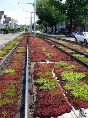 녹지 궤도의 지피 식물로 사용된 돌나물속