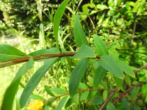 Hypericum subalatum의 네 줄로 된 줄기