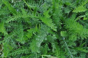 서양톱풀은 부드러운 잎의 조밀한 매트를 생성할 수 있다.