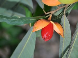 육두구과의 열개된 열매 (씨앗은 붉은 가종피로 싸여 있다)