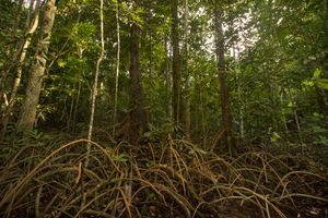 육두구과 늪 숲은 서고츠산맥의 Kathlekan 지역을 형성한다. 이 독특한 서식지는 굄뿌리를 가진 육두구속 종이 지배한다. 농업 개발로 인해 현재 위협받고 있다.