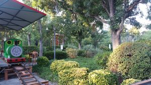 Magic flyer 롤러코스터