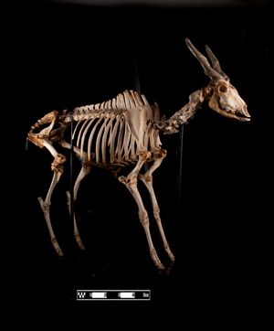 일반 일런드의 골격