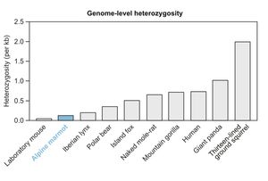 알파인 마멋 게놈은 게놈 수준에서 현저히 낮은 이형접합성을 특징으로 하며, 이는 낮은 수준의 이형접합성으로 알려진 다른 종과 비교된다