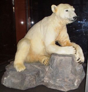 2013년 3월, 베를린 자연사 박물관에 전시된 크누트의 유해