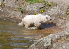 2007년 4월의 크누트.