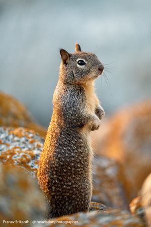 캘리포니아땅다람쥐가 캘리포니아주 페블 비치에서 뒷다리로 서 있는 모습