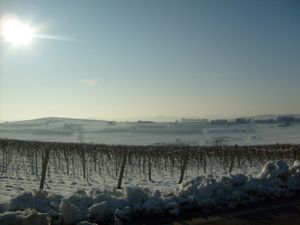 카살레세 지역의 눈 덮인 포도원