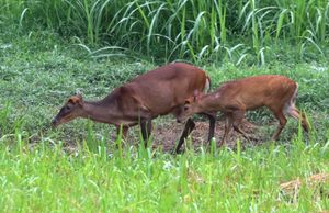 말레이시아에서 암컷과 새끼