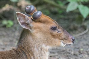 노출된 송곳니를 가진 사육 중인 어린 중국 문착 수컷