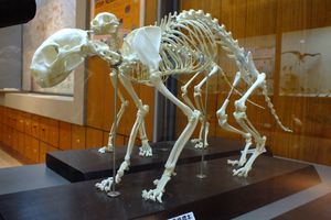 이리오모테 야생동물 보존 센터에 전시된 이리오모테삵 골격