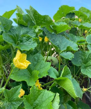 캄보디아의 동아 식물