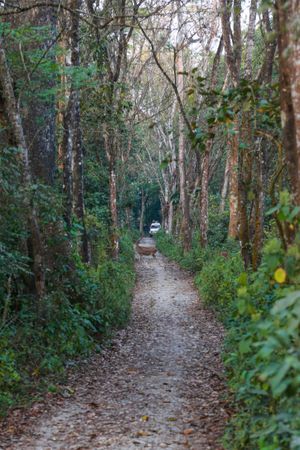 치트완 국립공원 정글 사파리