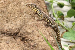 어린 벵골왕도마뱀은 패턴이 있고 더 다채롭다.