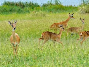 수컷(왼쪽)과 암컷 오리비 무리