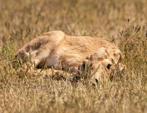 풀 속에 숨어있는 새끼