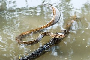 케올라데오 국립공원에서 수영 중