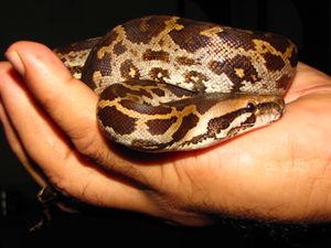 어린 인도비단뱀