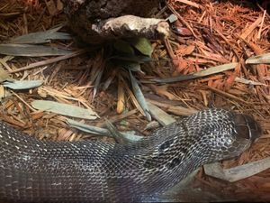 브롱크스 동물원에서 휴식을 취하는 모습.