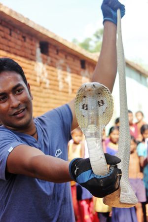 ft}} 길이의 인도코브라