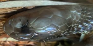 휴식 중인 인도코브라 근접 촬영. 브롱크스 동물원.