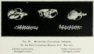 오레곤초원쥐 두개골 및 치아