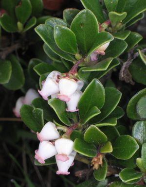 꽃이 핀 흔한 곰딸기 (A. uva-ursi)