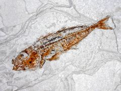 이탈리아 플라이오세의 Scomber japonicus 화석