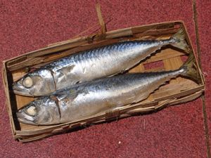 인도네시아식 찐 참고등어