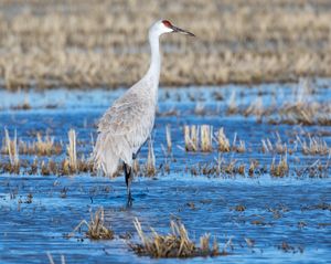 샌드힐 크레인(Antigone canadensis)이 캘리포니아주 버트 카운티의 홍수 지역에 있다. 센트럴 밸리의 겨울 서식지에서 샌드힐 크레인은 주로 옥수수, 쌀, 밀밭에서 버려진 곡물을 찾아 먹는다.