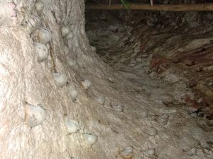 자연 동굴에 만들어진 둥지(태국)