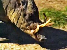 베를린 동물원에 있는 북술라웨시바비루사의 머리