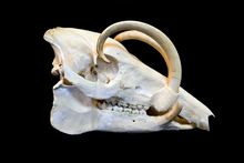 성체 수컷의 두개골