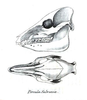 아기멧돼지 두개골