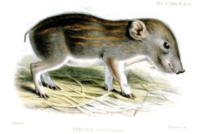 1883년 런던 동물원에서 태어난 새끼 멧돼지 그림