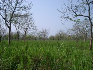 마나스 야생동물 보호구역의 초원