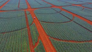 델 몬트 파인애플 밭, 마놀로 포르티치