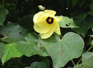 해바라기, Hibiscus tiliaceus, 가코의 황실 개인 문장으로 지정됨