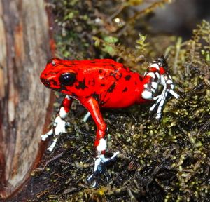 다이아블리토 독개구리(Oophaga sylvatica)