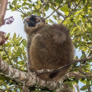 붉은이마갈색여우원숭이 (Eulemur ruffrons)