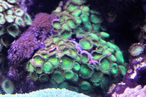 Zoanthus sociatus는 팔리톡신을 생성한다
