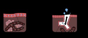 내분비샘과 외분비샘의 차이: 외분비샘은 관을 통해 신체 밖이나 특정 부위로 물질을 분비하고, 내분비샘은 모세혈관과 혈관으로 물질을 분비한다.