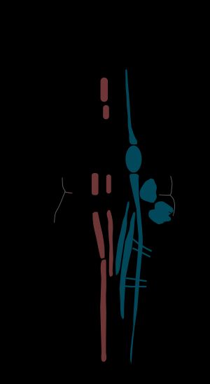 숨뇌의 각 위치에 표시된 등쪽 호흡 그룹(고립로핵)과 배쪽 호흡 그룹(의문핵)