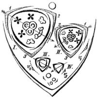 아이힐러의 1875년 "Blütendiagramme"에서 가져온 닭의장풀속의 취산화서 꽃 도해