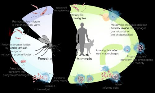 리슈만편모충의 생활 주기