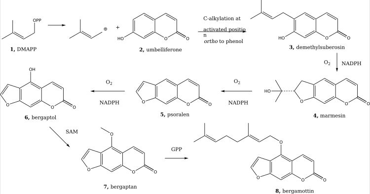 6-하이드록시쿠마란으로부터 소랄렌의 합성