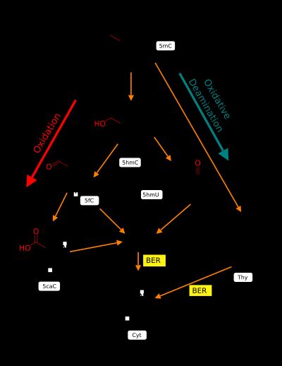 5-메틸사이토신의 탈메틸화